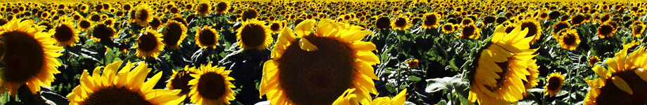 The Blog @ TJBrown.com Rotating Header Image